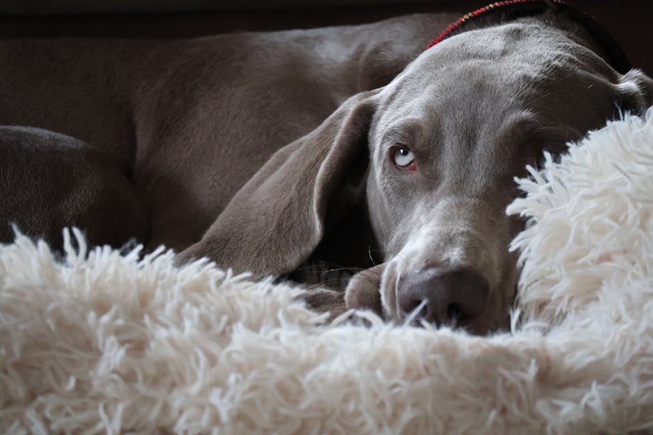 Weimaraner