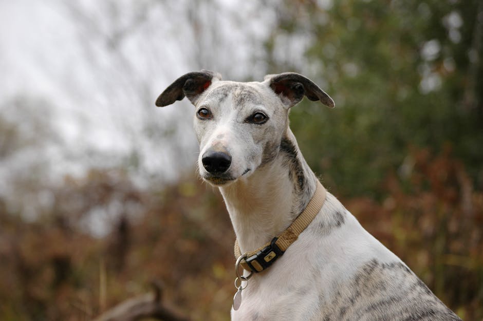 Top 6 Best Dog Breeds for RV and Van Life