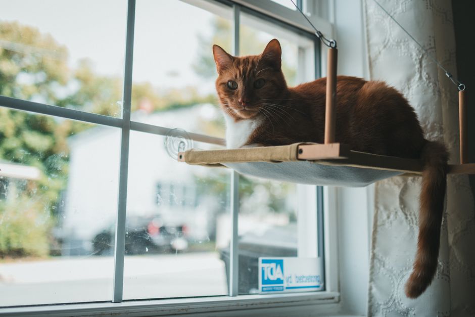 Window Hammock Beds with Suction Cups