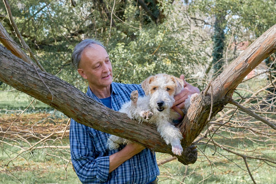 Wire Fox Terrier