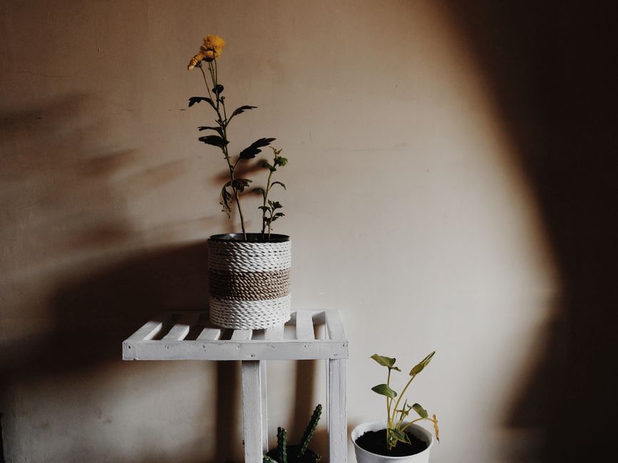 Wooden Plant Stand Kit