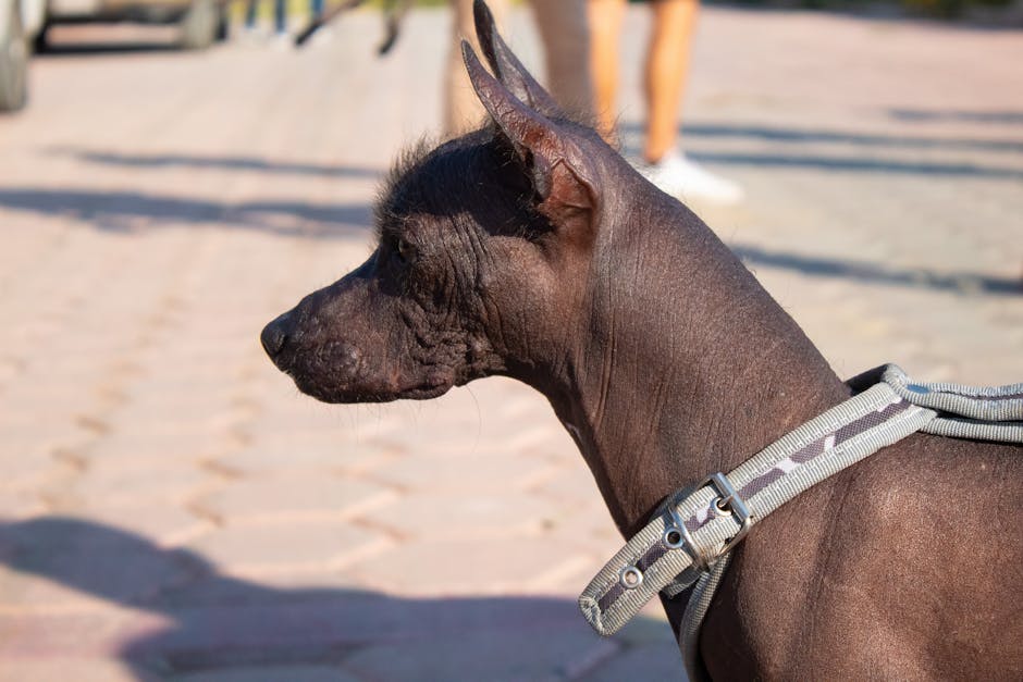 Top 5 Best Dog Breeds for Introverts Who Crave Quiet Companions