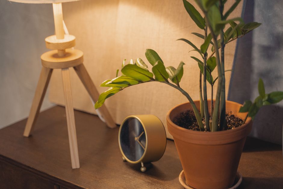 ZZ Plant in a Fluted Terracotta Pot